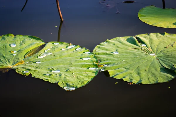 Folha de lótus verde no lago . — Fotografia de Stock