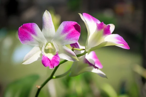 Krásné kvetoucí fialová orchidej. — Stock fotografie