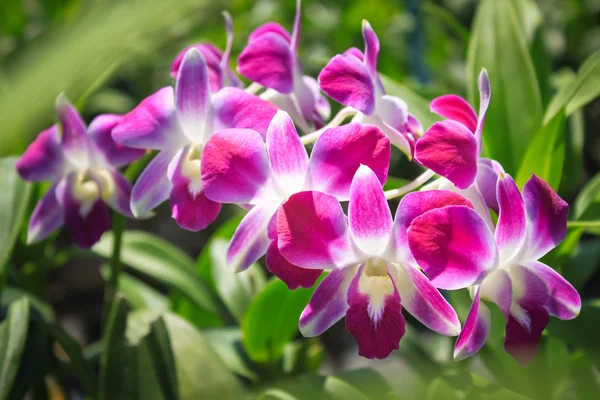 Schöne blühende lila Orchidee. — Stockfoto