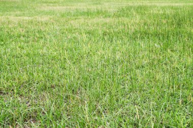 Taze yeşil çimenler.