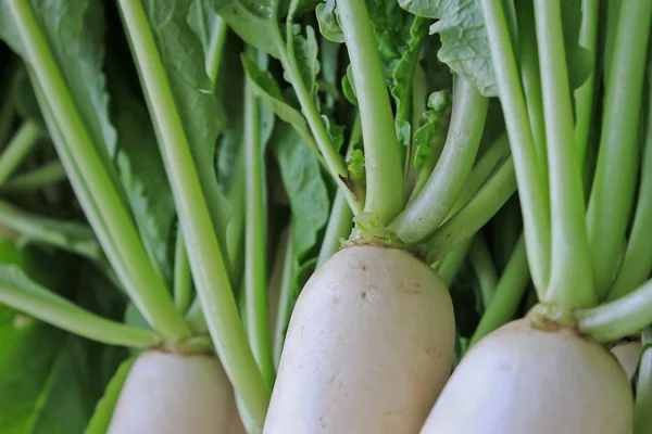 Ravanello daikon in vendita sul mercato . — Foto Stock