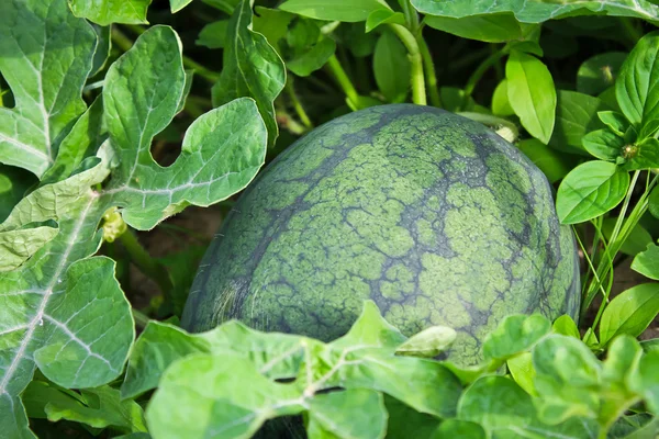 Karpuz yetiştiriciliği.