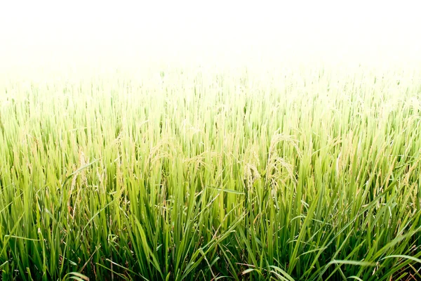 Campo di riso. — Foto Stock