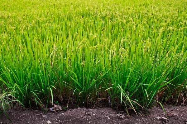 Campo di riso. — Foto Stock