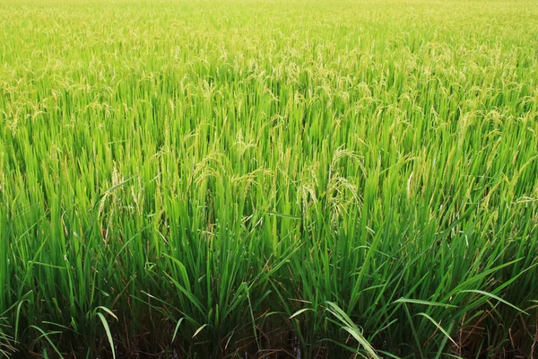 Campo di riso. — Foto Stock