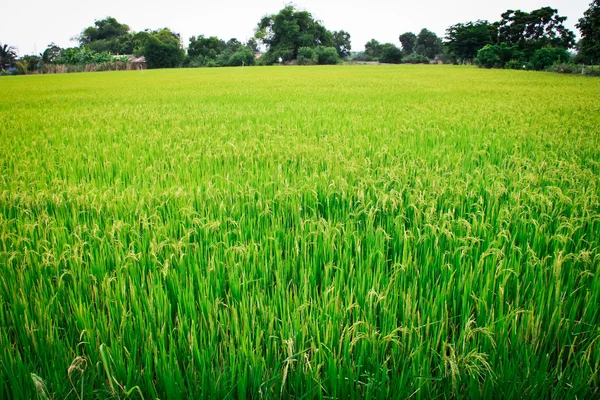 Pirinç alanı. — Stok fotoğraf