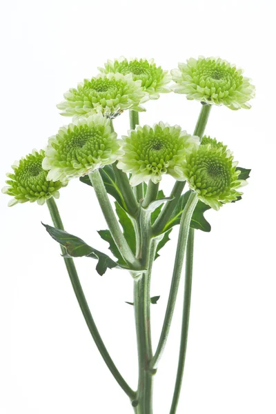 Groene bloem. — Stockfoto
