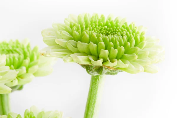 Zelený květ — Stock fotografie