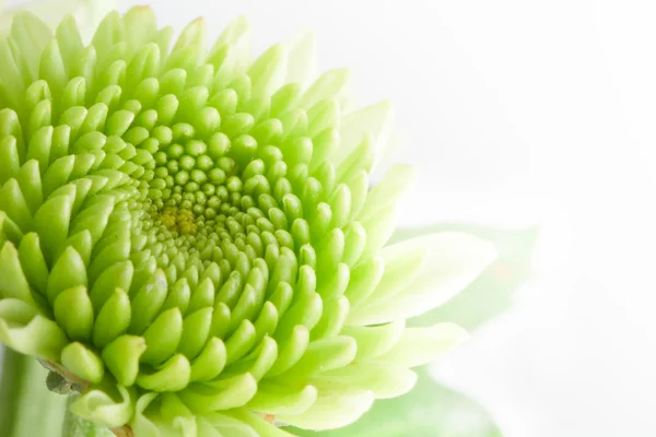 Groene bloem — Stockfoto