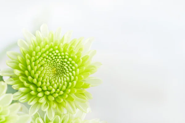 Groene chrysant close-up. — Stockfoto