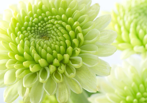 Groene bloem — Stockfoto