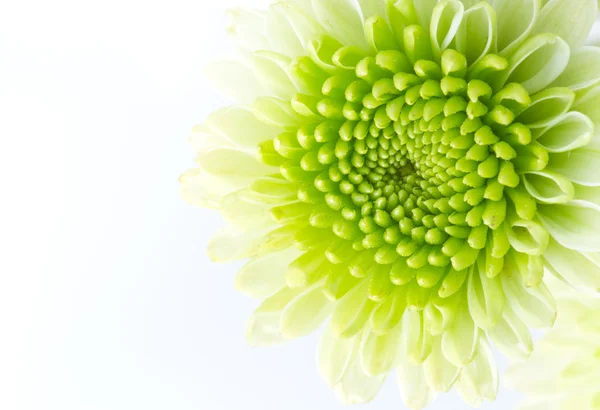 Groene bloem — Stockfoto