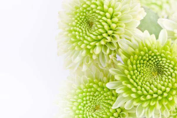 Groene bloem — Stockfoto