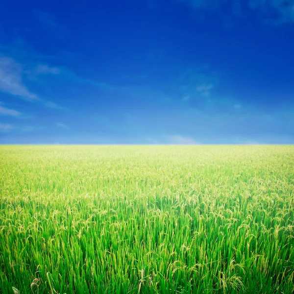 Pirinç tarlası ve mavi gökyüzü.