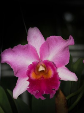pembe cattleya orkide.