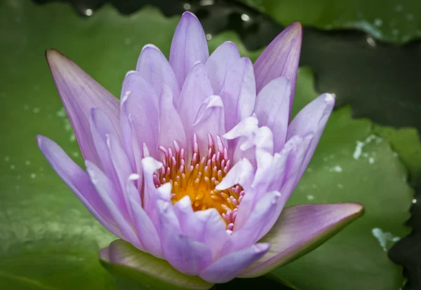 Blooming lotus surrounded by the green leaves. — Stock Photo, Image