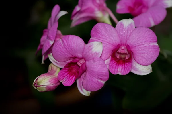 Ramo roxo da orquídea. — Fotografia de Stock