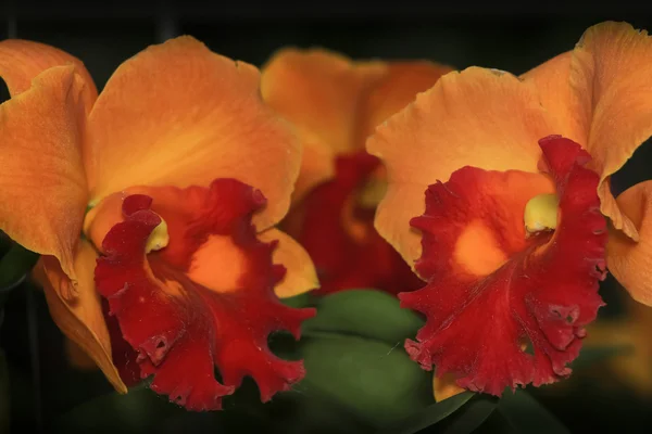 Oranžový Cattleya orchidej. — Stock fotografie