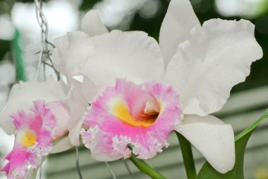 Beyaz cattleya orkide.