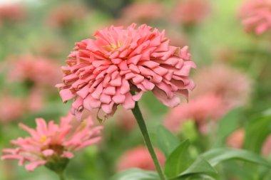 güzel pembe çiçekler.