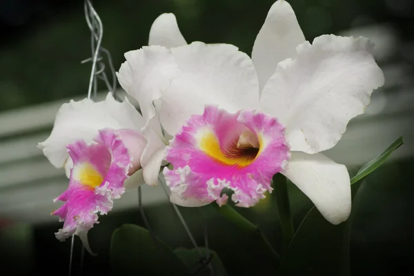 Witte cattleya orchid. — Stockfoto