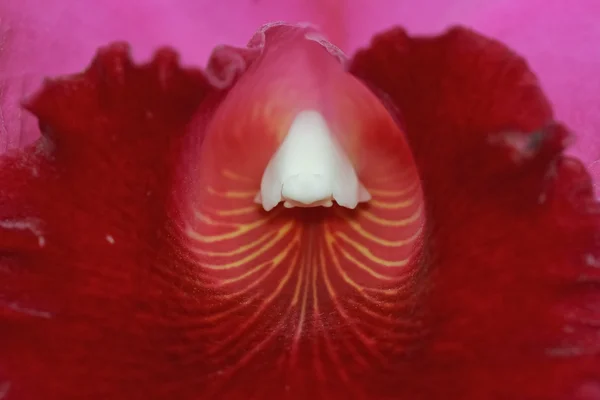 Roze cattleya orchid. — Stockfoto
