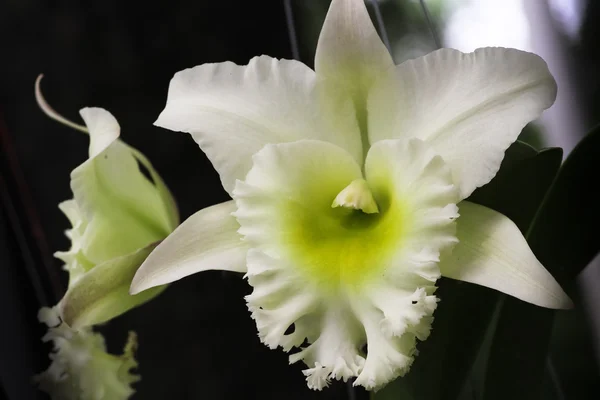 Weiße Cattleya-Orchidee. — Stockfoto
