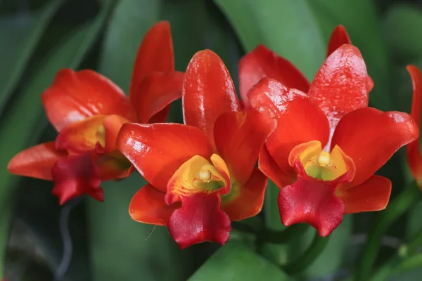 Oranje orchid. — Stockfoto