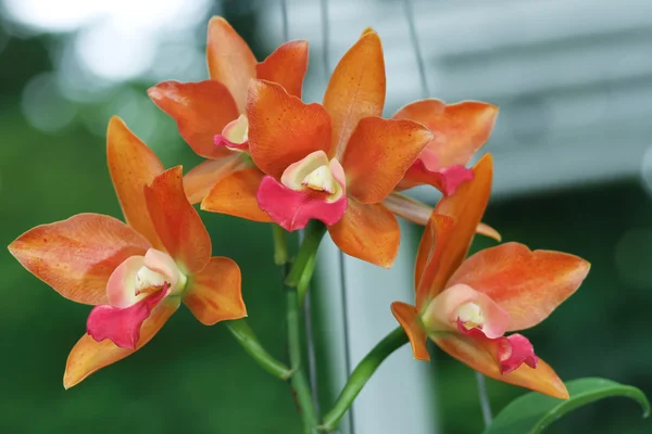 Oranje orchid. — Stockfoto