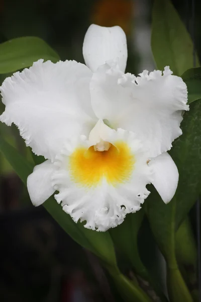 Weiße Cattleya-Orchidee. — Stockfoto
