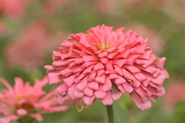 Mooie roze bloemen. — Stockfoto