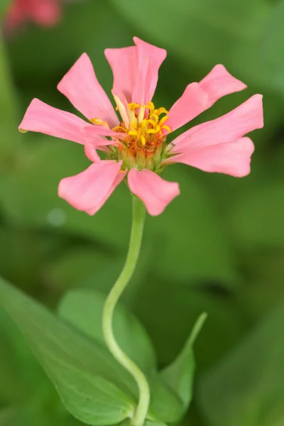 Schöne rosa Blüten. — Stockfoto