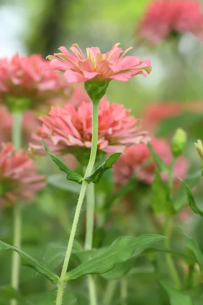 Mooie roze bloemen. — Stockfoto