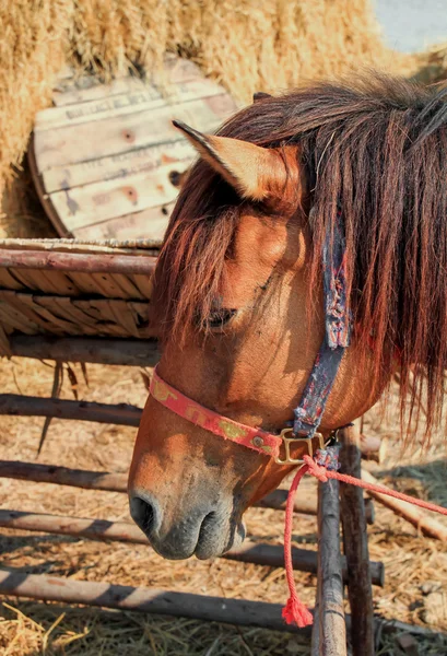 Caballo en los establos . — Foto de Stock