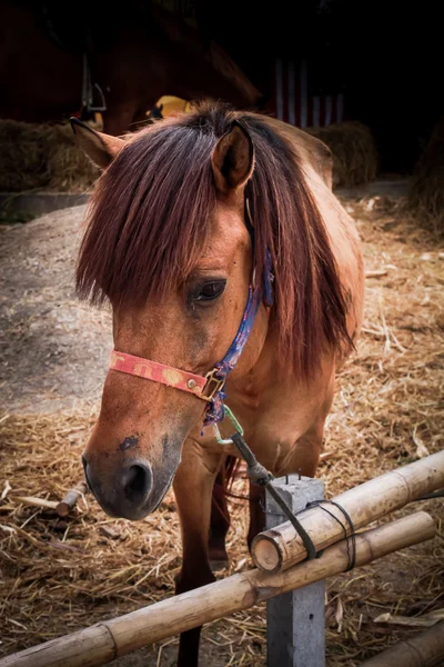 Caballo en los establos . — Foto de Stock