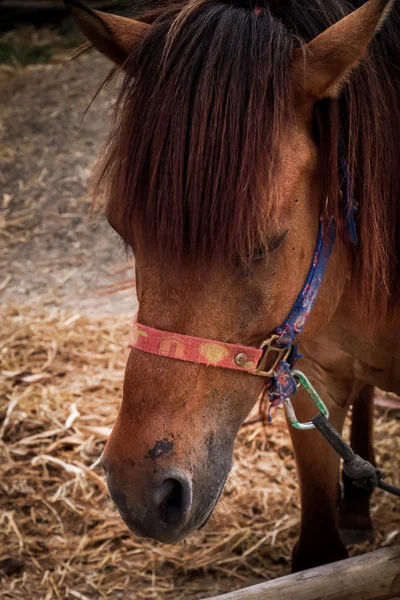 Horse in the stables. — Stock Photo, Image