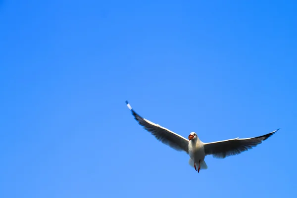 Pájaro volaba con comida en la boca . — Foto de Stock