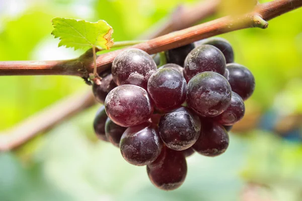 Bunches fresh red grapes. — Stock Photo, Image