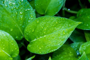 taze yeşil yapraklar.