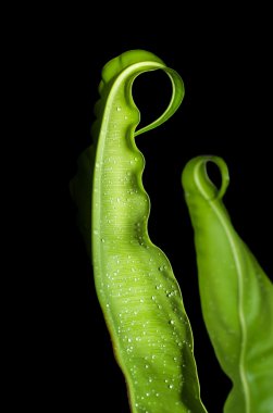 taze yeşil yapraklar.