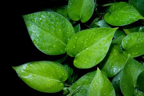 taze yeşil yapraklar.