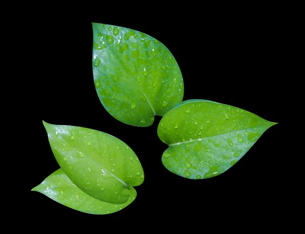 Frische grüne Blätter. — Stockfoto