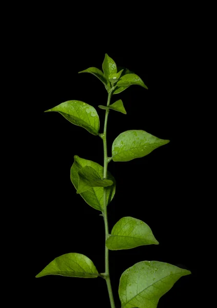 taze yeşil yapraklar.