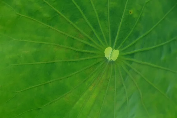 Green lotus leaf. — Stock Photo, Image