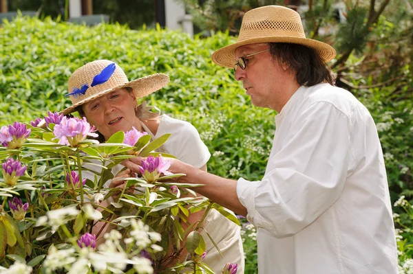 Pareja de ancianos mira las flores de rododendro —  Fotos de Stock