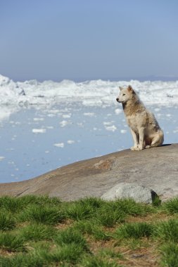 Greenland dog clipart