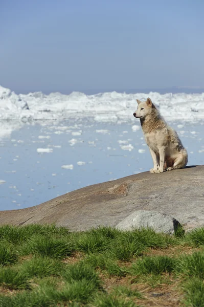 Greenland dog — Stock Photo, Image