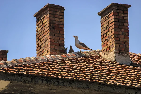 Sirályok a tetőn, a család — Stock Fotó