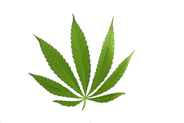 Cannabis leaf, marijuana isolerade Stockbild