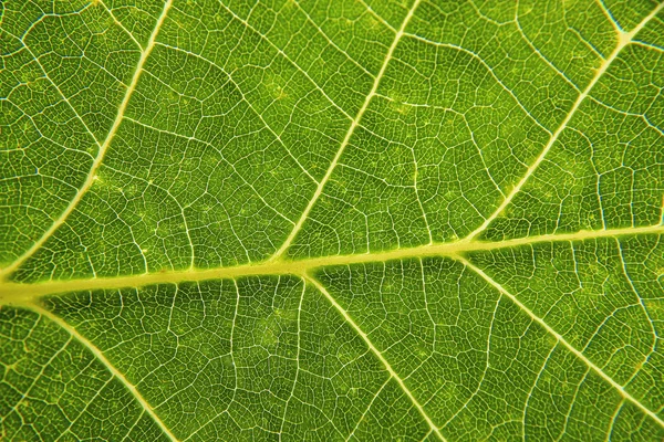 Färsk grön bladstruktur Royaltyfria Stockfoton